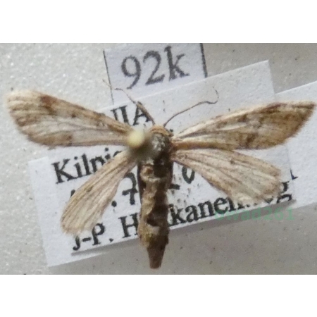 Speranza fusca (Thunberg, 1792) female Finland92k